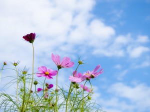 3ac421d202a75e3ef54c71f64037b65c_m