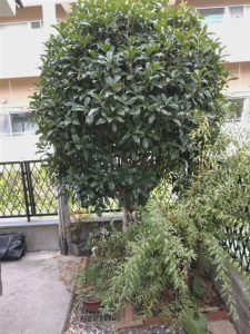 金木犀が死角になり防犯の妨げになっていました。